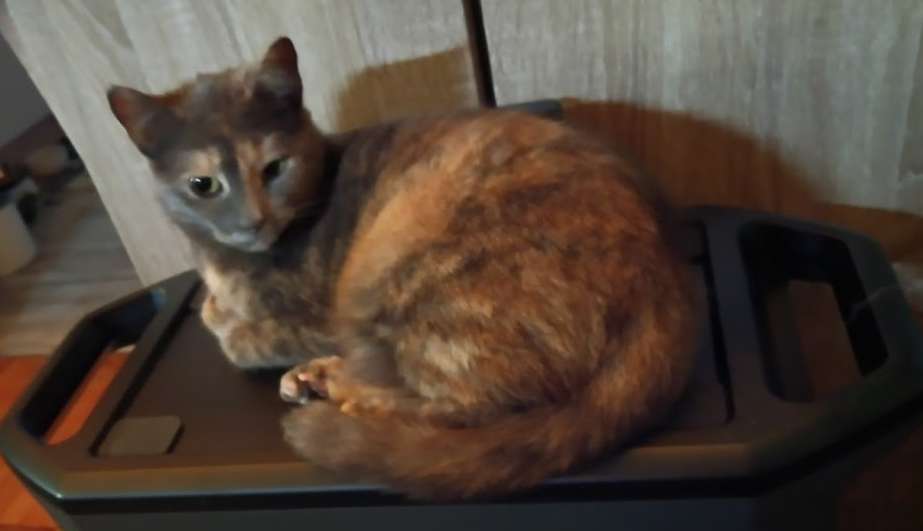 Gadyuka